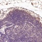 Anti-BDNF Rabbit Monoclonal Antibody